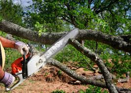 Best Tree and Shrub Care  in Hollymead, VA